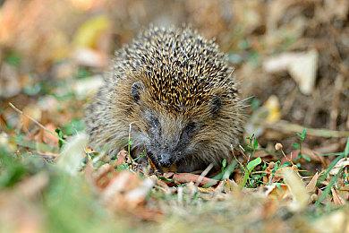 国产长篇视觉小说《欢迎加入奇趣社》正式定档4月27日